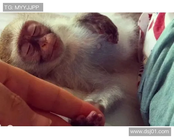 足球明星与动物形象的趣味对比展现精彩瞬间与个性特征 足球明星与动物形象的趣味对比展现精彩瞬间与个性特征